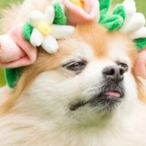 Meet your Posher, Bianca